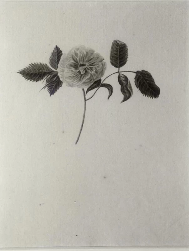 Studio di una rosa